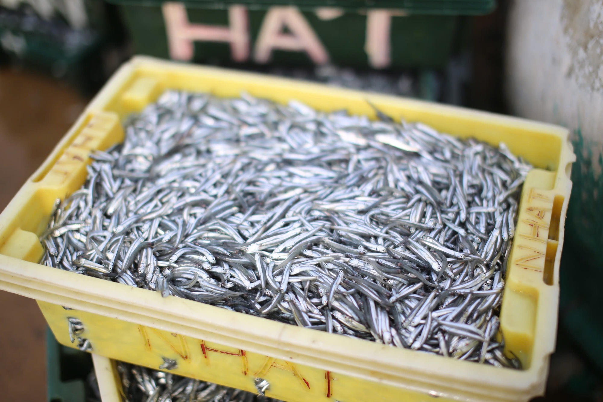 Vây lưới "trúng" mẻ cá cơm tươi roi rói, ngư dân vui vì có tiền, cười nói rôm rả, xôn xao cả làng- Ảnh 3.