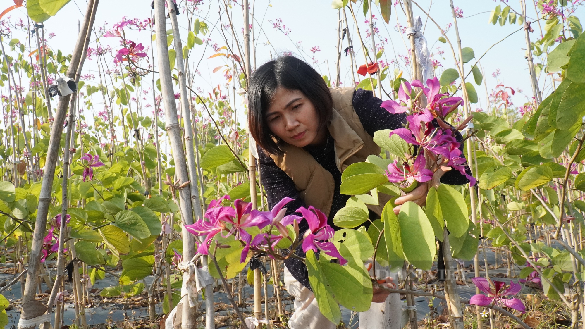 Trồng thứ cây đầu năm đào bán, nông dân một làng ở Bắc Giang "làm không hết việc", có hộ thu lãi cả tỷ đồng - Ảnh 1.