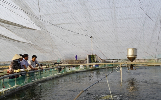 Đặc sản Cà Mau, vùng biển này trên trời dưới là các con vật nuôi-cua Cà Mau to bự thế này đây - Ảnh 5.