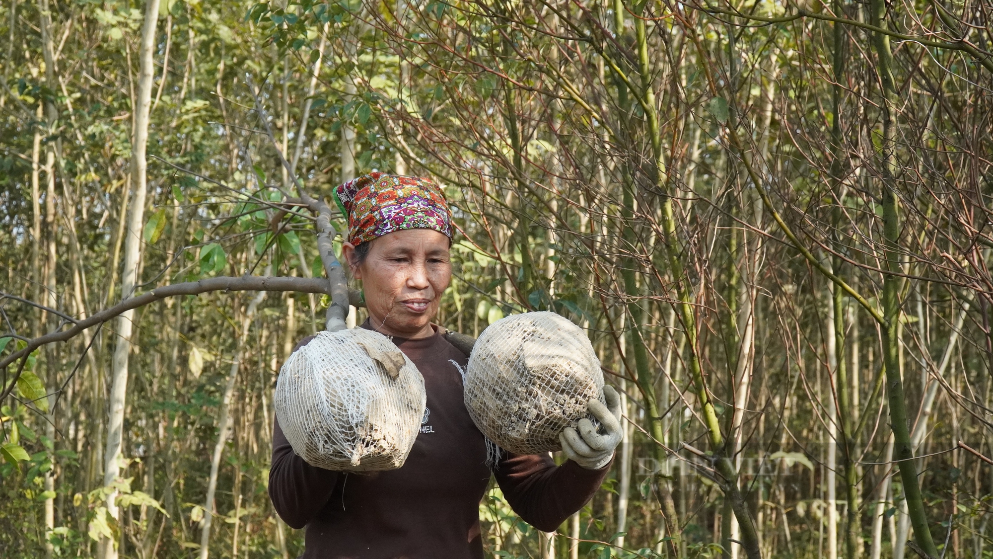 Trồng thứ cây đầu năm đào bán, nông dân một làng ở Bắc Giang "làm không hết việc", có hộ thu lãi cả tỷ đồng - Ảnh 3.