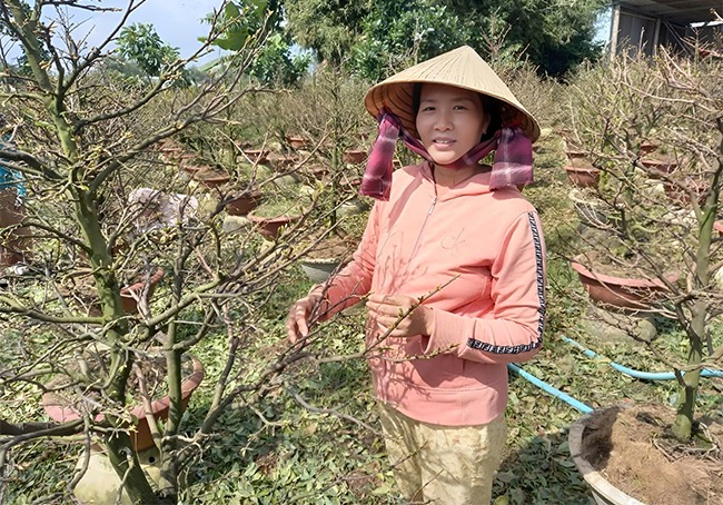 Trồng mai vàng Bình Định kiểu gì mà nhà nông dân này năm nào cũng "tự trả lương" 200-300 triệu/năm? - Ảnh 1.