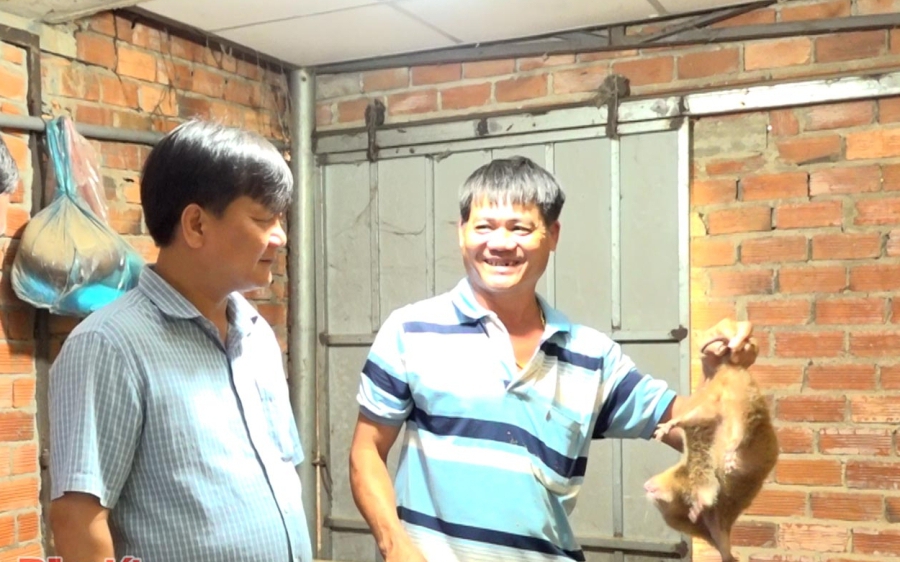 Giống gà lạ có bộ lông sặc sỡ, biết ưỡn ngực khoe dáng trưng bày ở Phú Thọ, nhiều người thích thú đến xem - Ảnh 10.