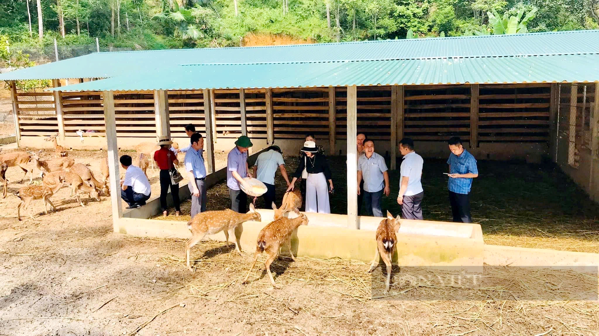 Nuôi hươu sau lấy nhung là nghề nuôi động vật hoang dã đang số hóa, lực lượng nào đi tiên phong? 7 Bản lĩnh tuổi trẻ Hương Sơn (Hà Tĩnh) làm giàu trên quê hương nhờ