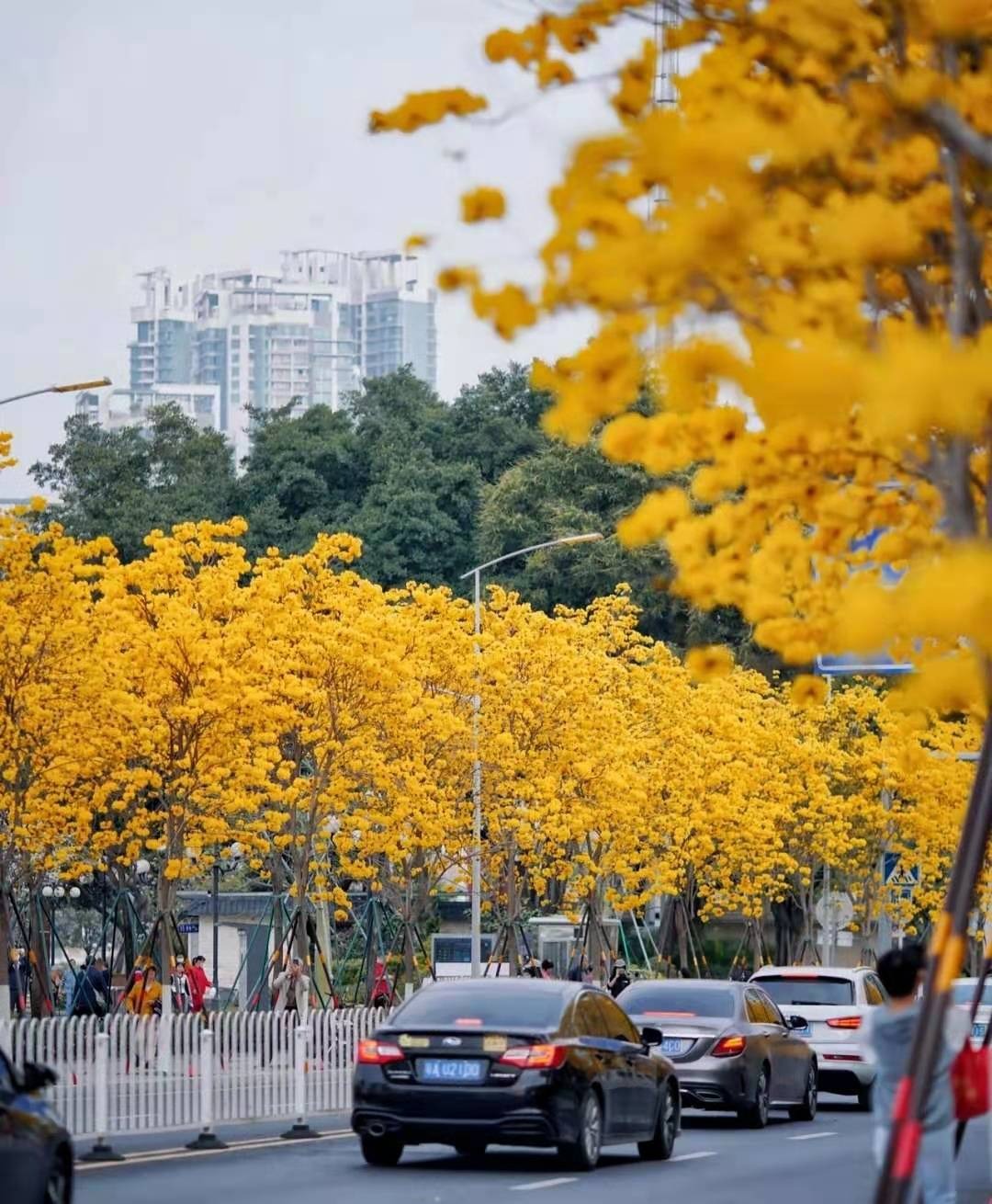 Cây cảnh phúc lành, hoa nở như nàng tiên của mùa xuân, mang may mắn, ấm no cho gia đình - Ảnh 12.