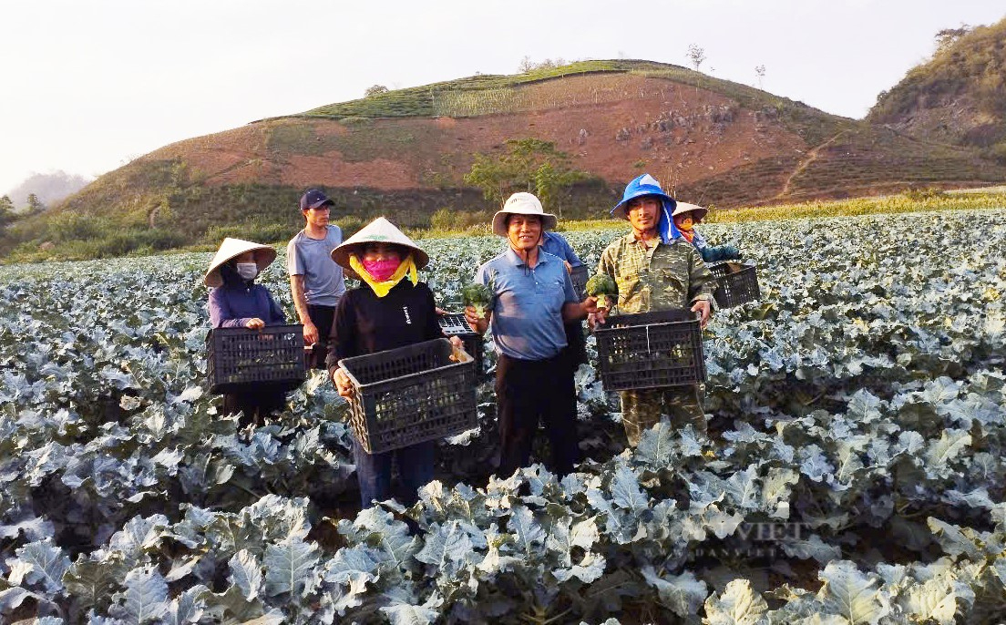 Hợp tác xã này ở Sơn La trồng cây gì mà mỗi năm cho đất nghỉ 3 tháng vẫn thu 100 tỷ? 5 HTX ở Sơn La trồng cây gì mà năm nghỉ 3 tháng vẫn thu trăm tỷ? - Ảnh 5.