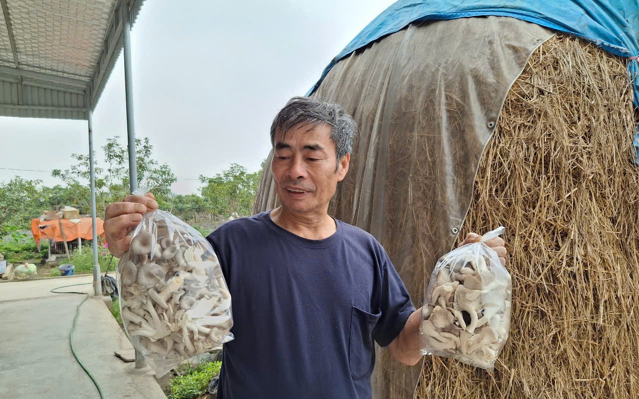 Nông thôn mới Lâm Đồng, vì sao dân một phường ở Đà Lạt lại phá nhà kính trên đất trồng hoa? - Ảnh 8.