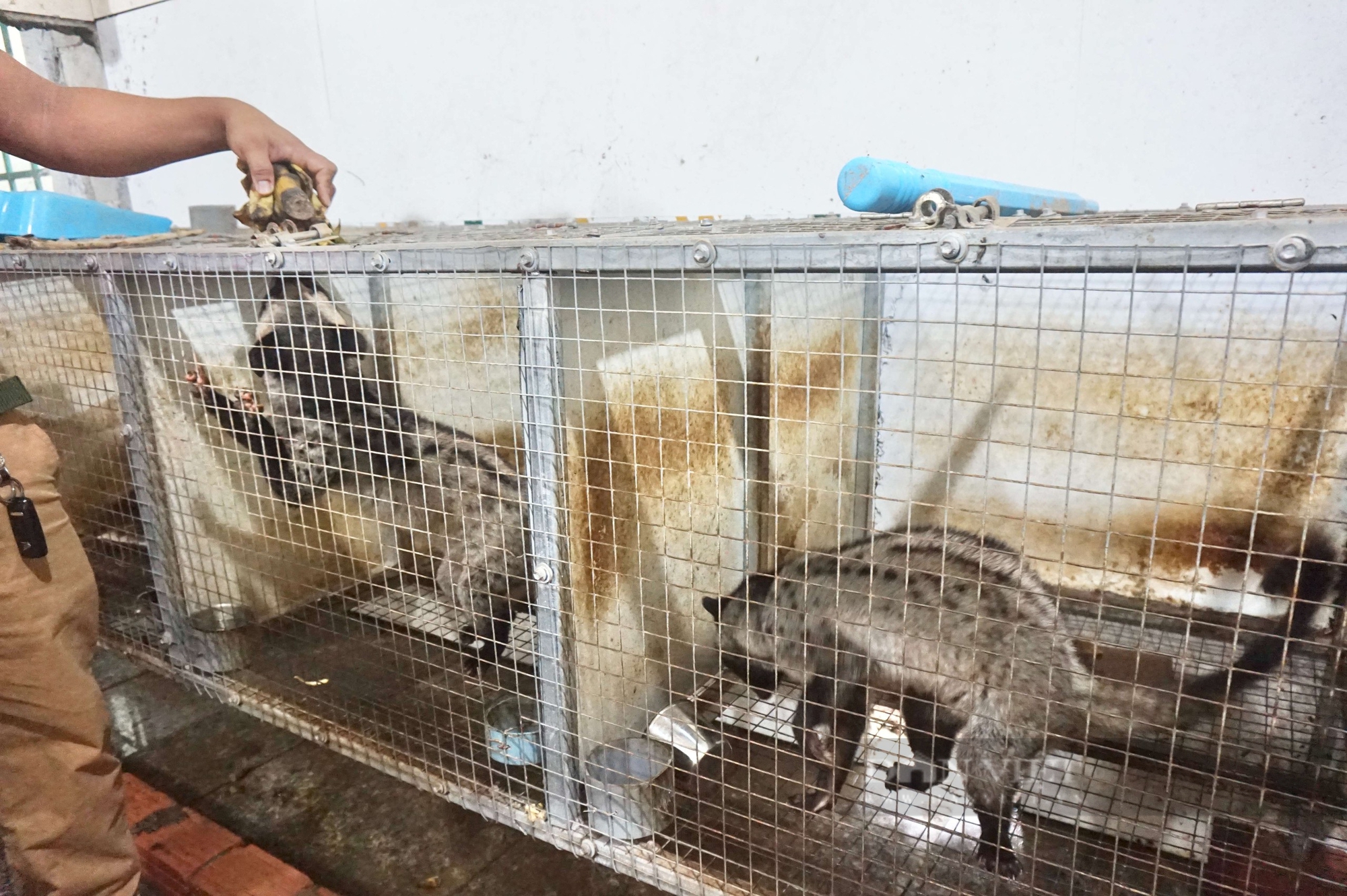 Vật nuôi đặc sản "ăn ngày cày đêm" vốn là con động vật hoang dã, trai Đà Nẵng nuôi thành công, bán hút hàng 3 Đà Nẵng: Nuôi con “ngủ ngày cày đêm”, chàng trai 9X không lo đầu ra, chăm rất nhàn mà thu lãi cao - Ảnh 3.