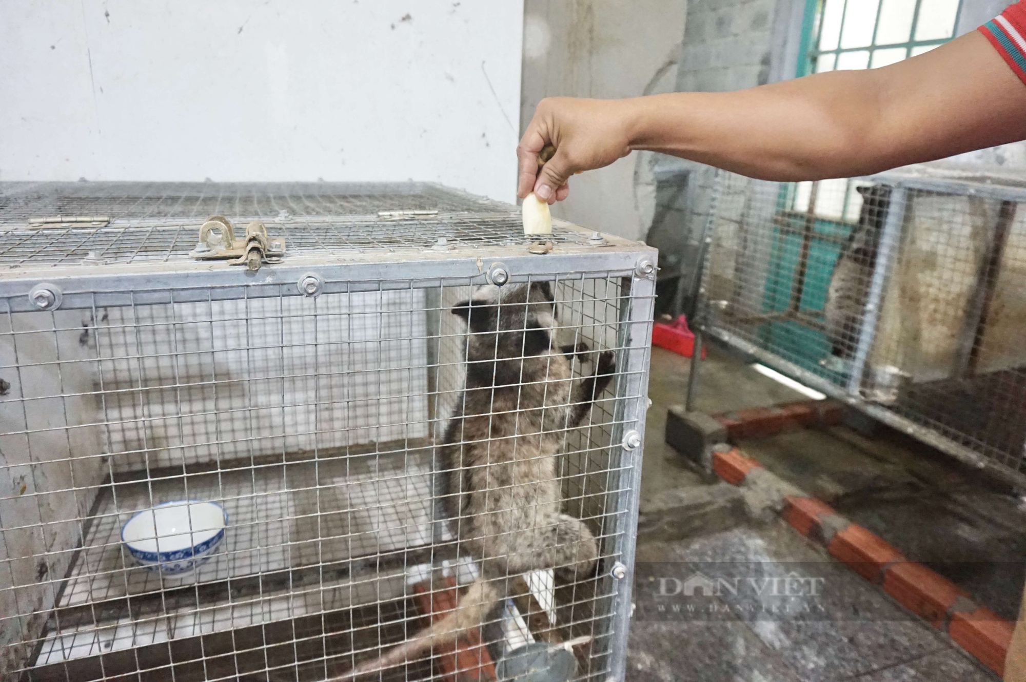 Vật nuôi đặc sản "ăn ngày cày đêm" vốn là con động vật hoang dã, trai Đà Nẵng nuôi thành công, bán hút hàng 6 Đà Nẵng: Nuôi con “ngủ ngày cày đêm”, chàng trai 9X không lo đầu ra, chăm rất nhàn mà thu lãi cao - Ảnh 6.