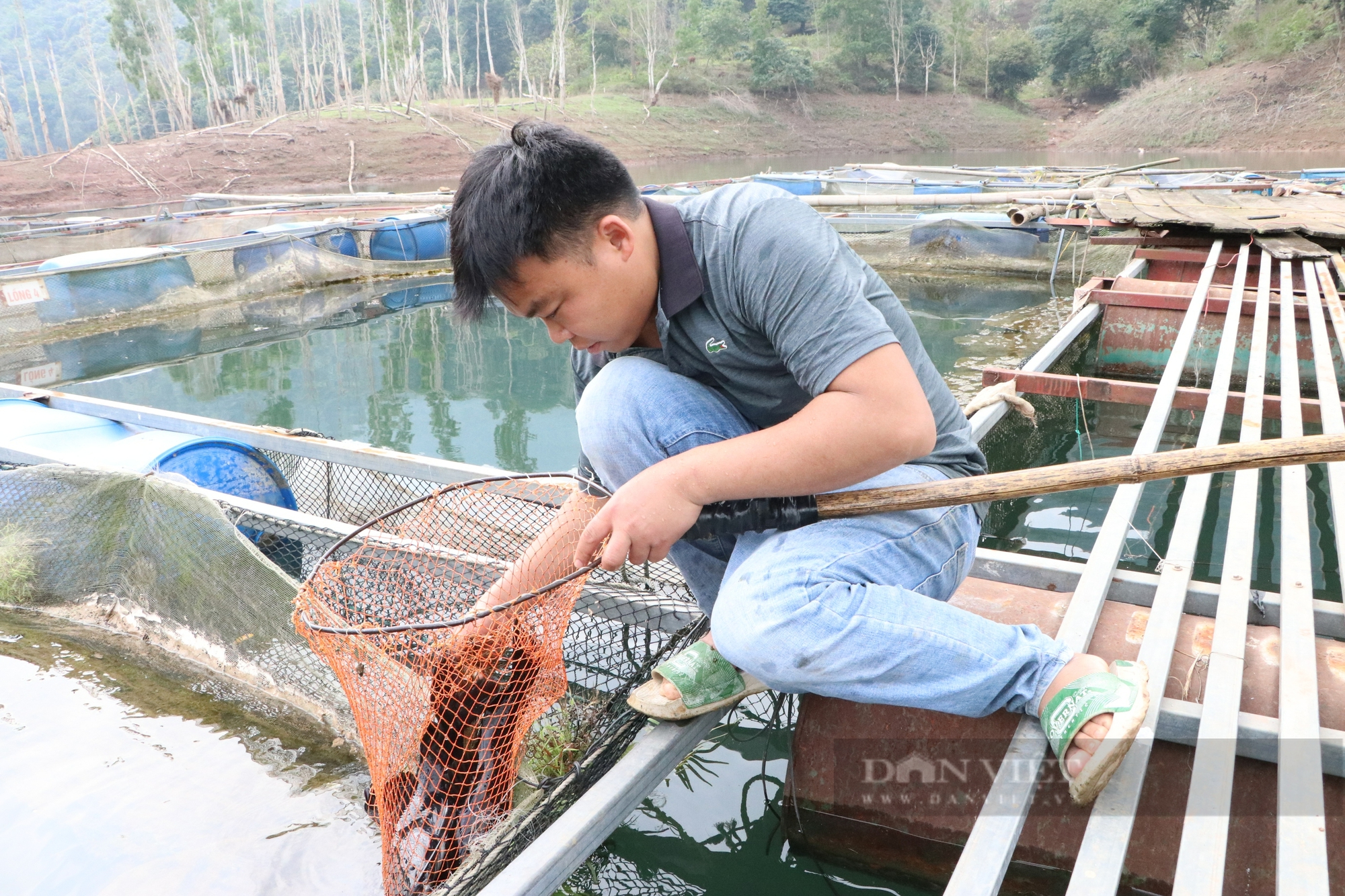 Chàng trai Mường ở Hòa Bình nuôi cá đặc sản trên lòng hồ thủy điện, khách ăn một lần là nhớ mãi 1 Hòa Bình - Ảnh 1.