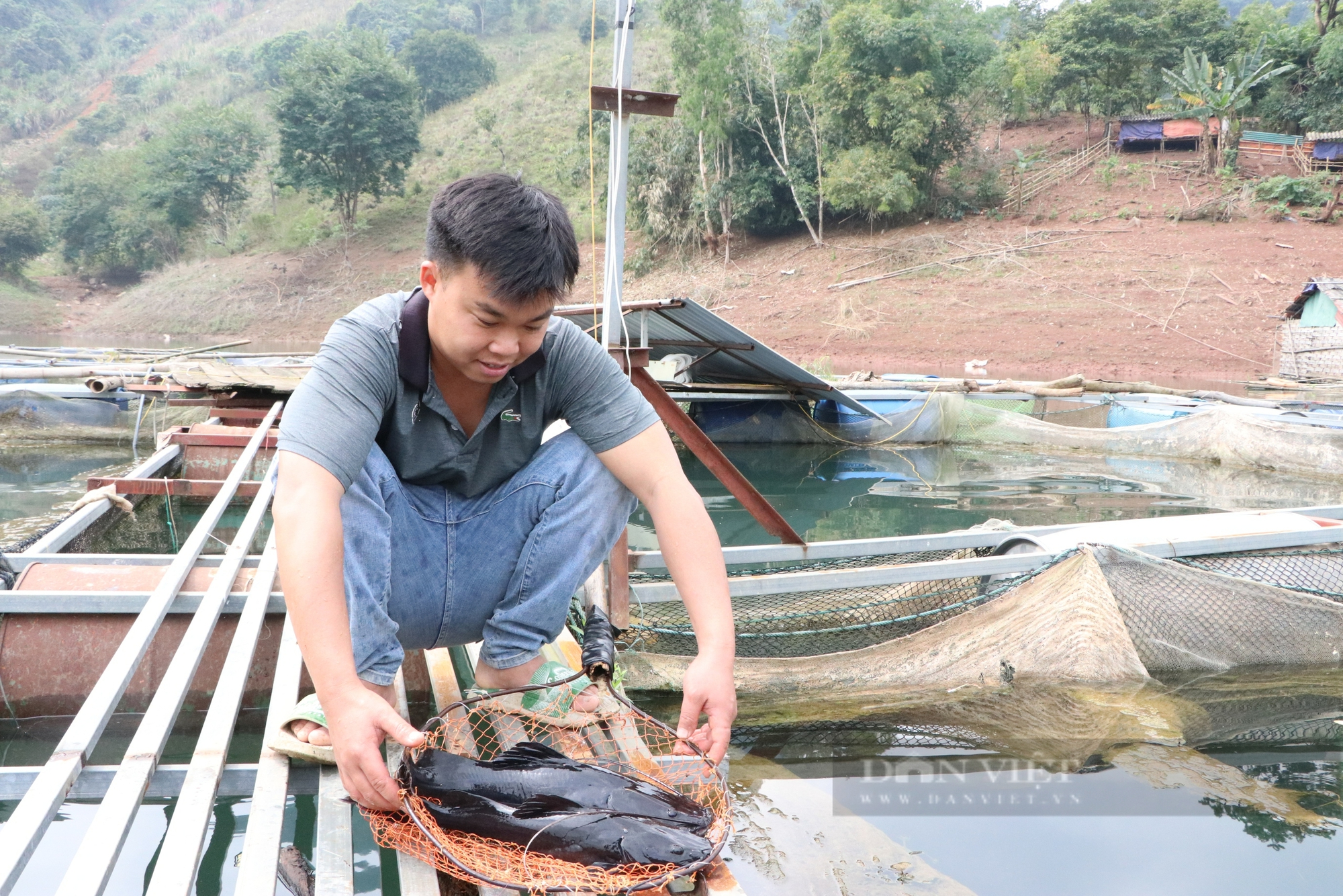 Chàng trai Mường ở Hòa Bình nuôi cá đặc sản trên lòng hồ thủy điện, khách ăn một lần là nhớ mãi 4 Hòa Bình - Ảnh 4.