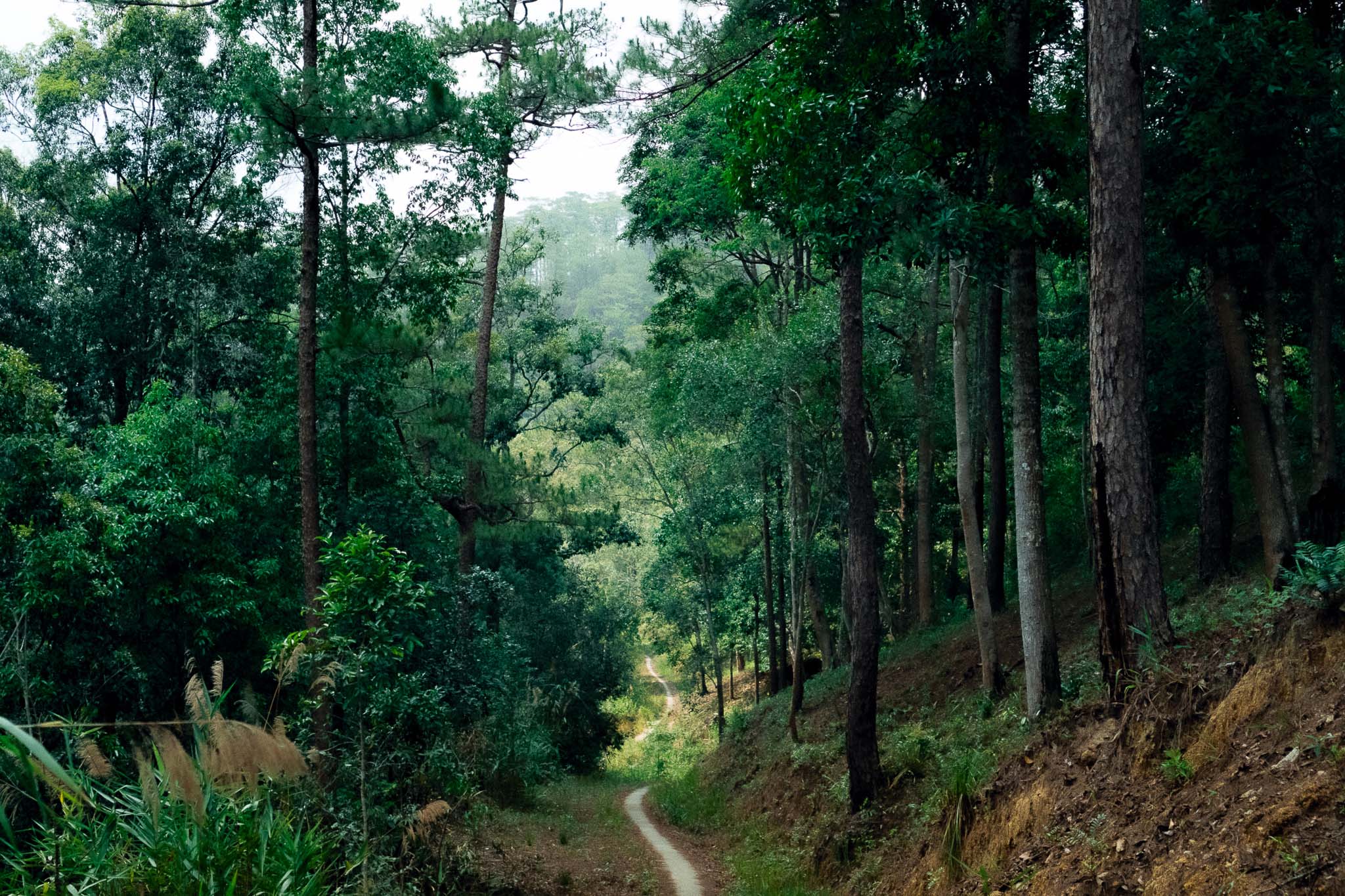 Theo chân chàng kỹ thuật viên máy tính trekking lên đỉnh núi có độ cao 2.442m nơi khu rừng già ma mị - Ảnh 1.