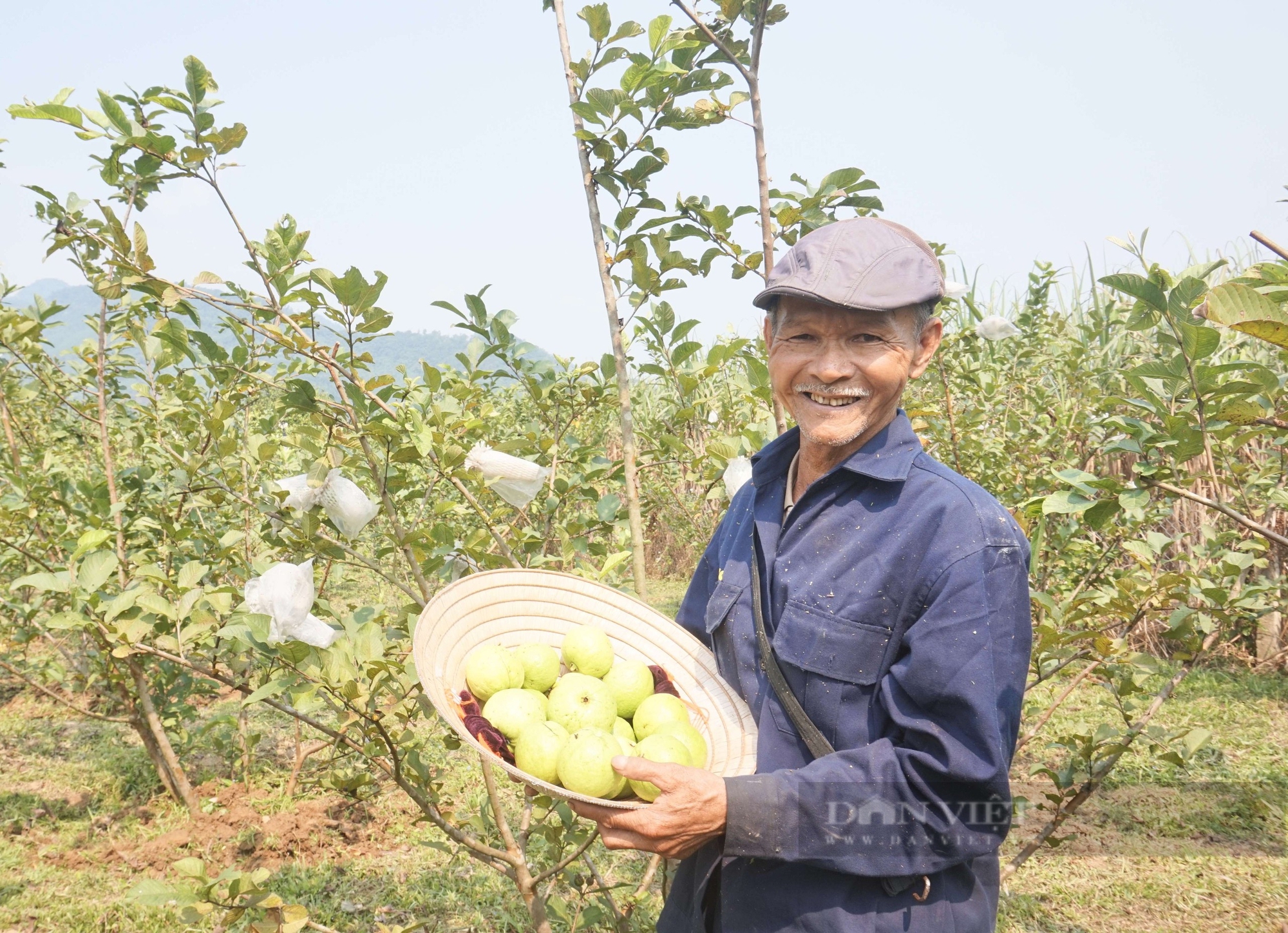 Đây là loại quả ngon, cắn giòn, ăn ngọt, ông nông dân Đà Nẵng trồng thành công, bán chạy như tôm tươi 1 Trồng loại quả giòn ngọt, bán đắt hàng, một nông dân Đà Nẵng thu tiền quanh năm - Ảnh 1.