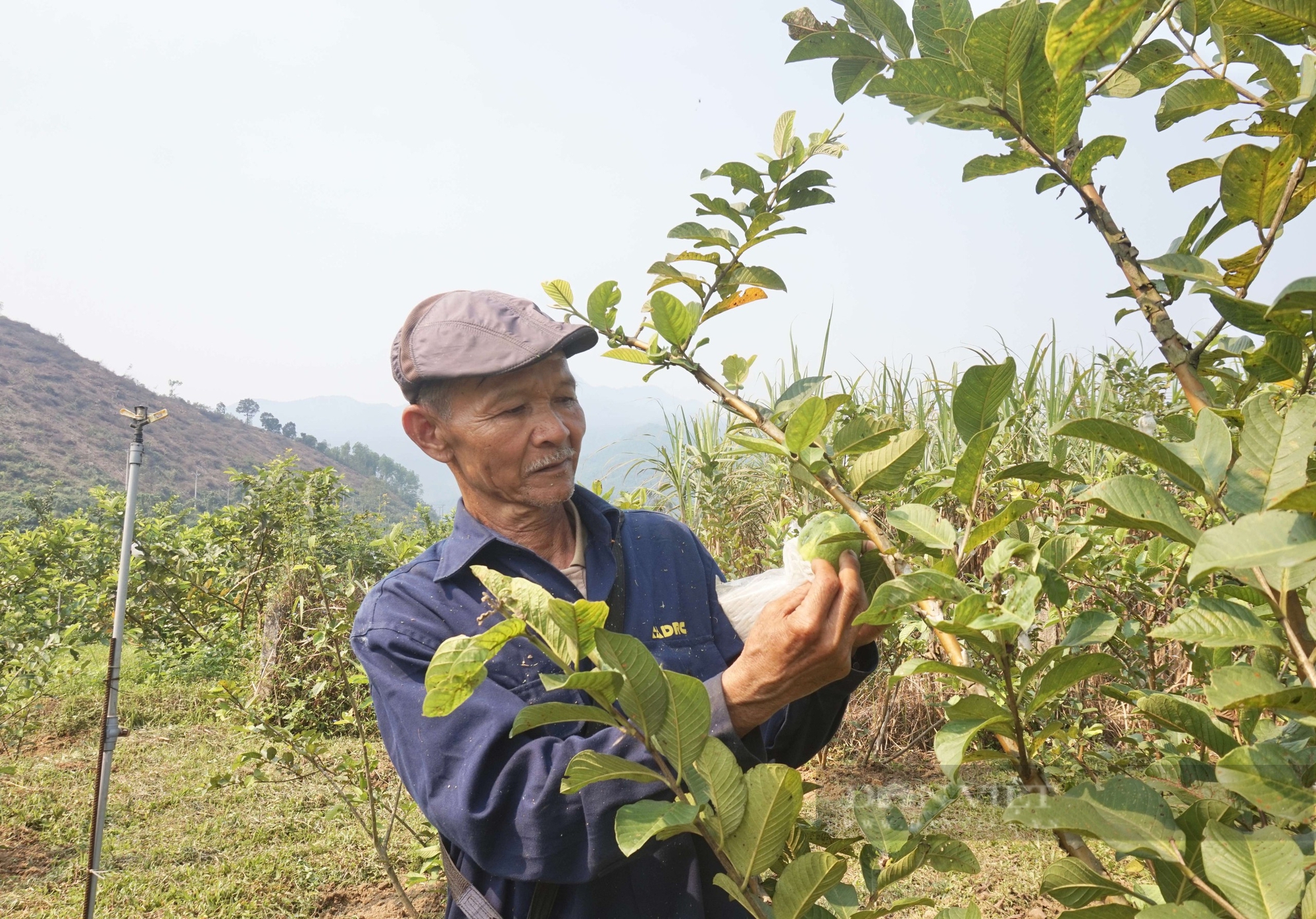Đây là loại quả ngon, cắn giòn, ăn ngọt, ông nông dân Đà Nẵng trồng thành công, bán chạy như tôm tươi 3 Trồng loại quả giòn ngọt, bán đắt hàng, một nông dân Đà Nẵng thu tiền quanh năm - Ảnh 3.