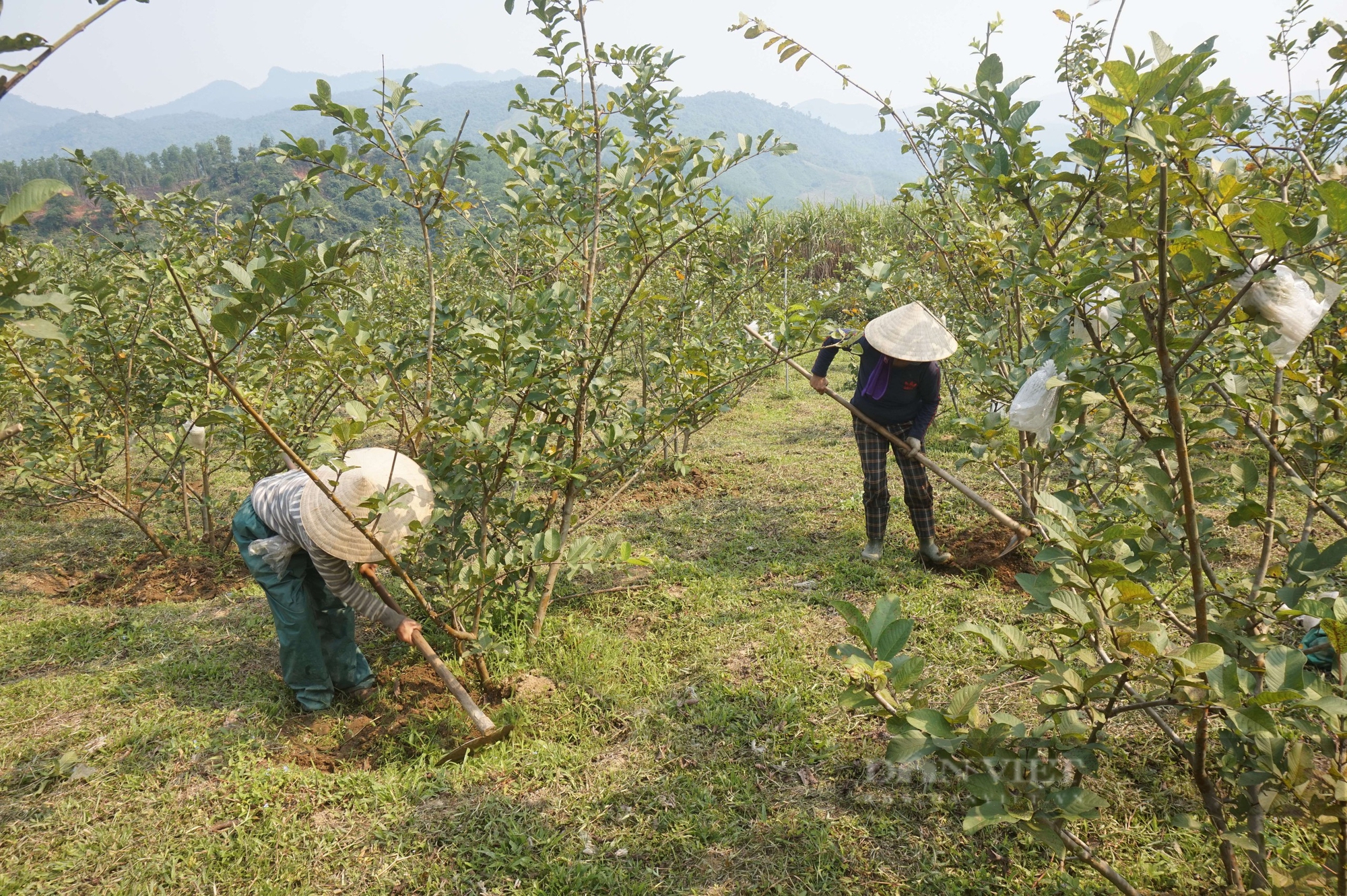 Đây là loại quả ngon, cắn giòn, ăn ngọt, ông nông dân Đà Nẵng trồng thành công, bán chạy như tôm tươi 5 Trồng loại quả giòn ngọt, bán đắt hàng, một nông dân Đà Nẵng thu tiền quanh năm - Ảnh 5.
