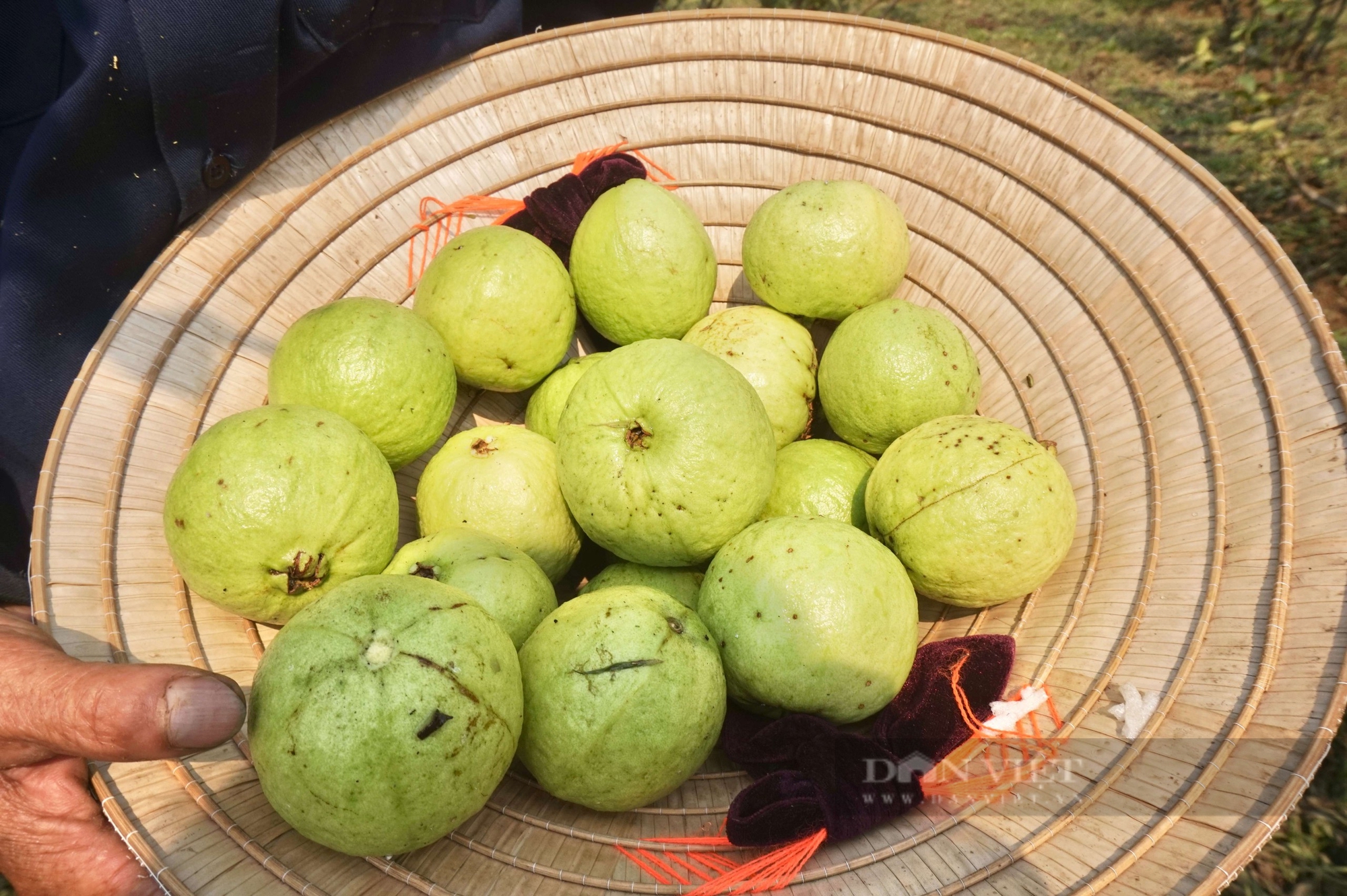 Đây là loại quả ngon, cắn giòn, ăn ngọt, ông nông dân Đà Nẵng trồng thành công, bán chạy như tôm tươi 6 Trồng loại quả giòn ngọt, bán đắt hàng, một nông dân Đà Nẵng thu tiền quanh năm - Ảnh 6.