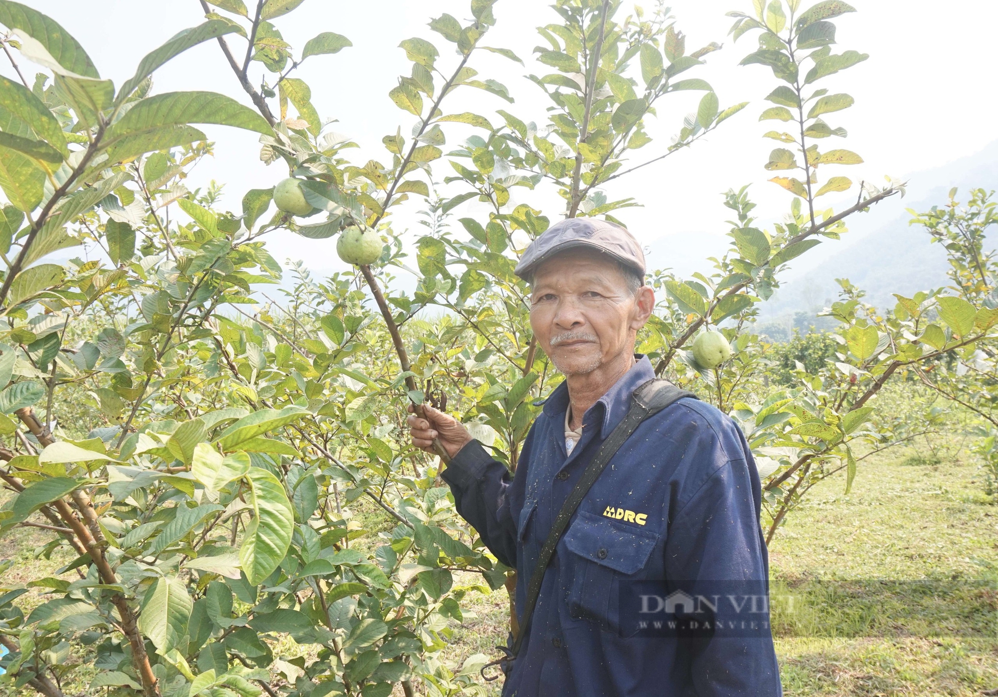 Đây là loại quả ngon, cắn giòn, ăn ngọt, ông nông dân Đà Nẵng trồng thành công, bán chạy như tôm tươi 8 Trồng loại quả giòn ngọt, bán đắt hàng, một nông dân Đà Nẵng thu tiền quanh năm - Ảnh 8.
