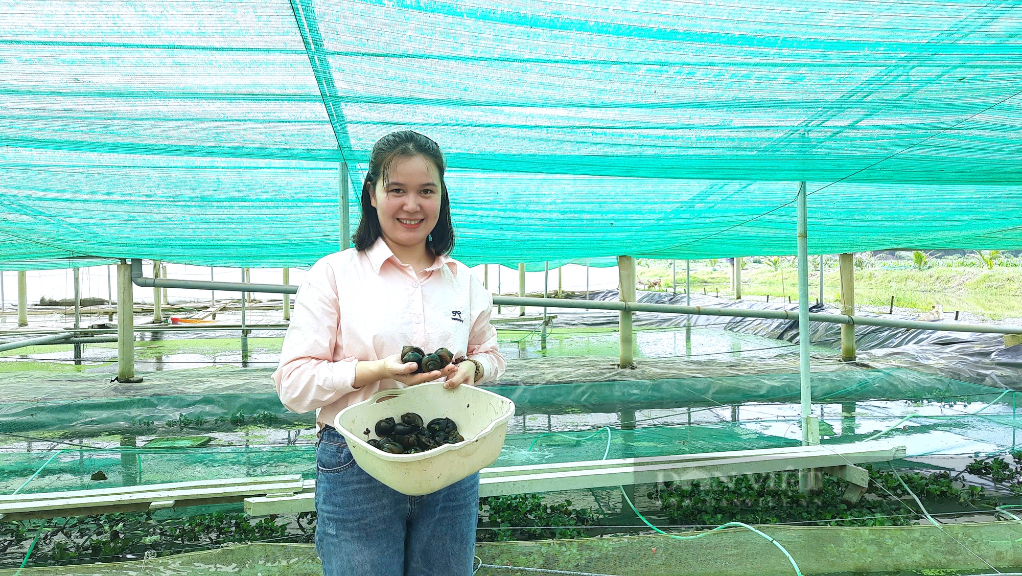 Nuôi ốc bươu đen công nghệ cao, cô nông dân ở Quảng Trị bán hút hàng- Ảnh 1. Nuôi ốc bươu đen công nghệ cao, cô nông dân ở Quảng Trị bán hút hàng- Ảnh 1.