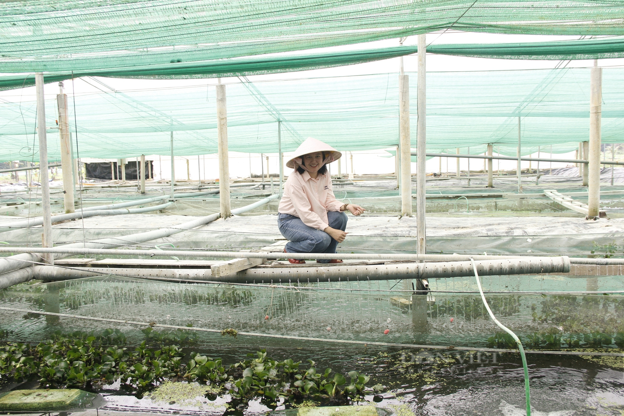 Nuôi ốc bươu đen công nghệ cao, cô nông dân ở Quảng Trị bán hút hàng- Ảnh 2. Nuôi ốc bươu đen công nghệ cao, cô nông dân ở Quảng Trị bán hút hàng- Ảnh 2.