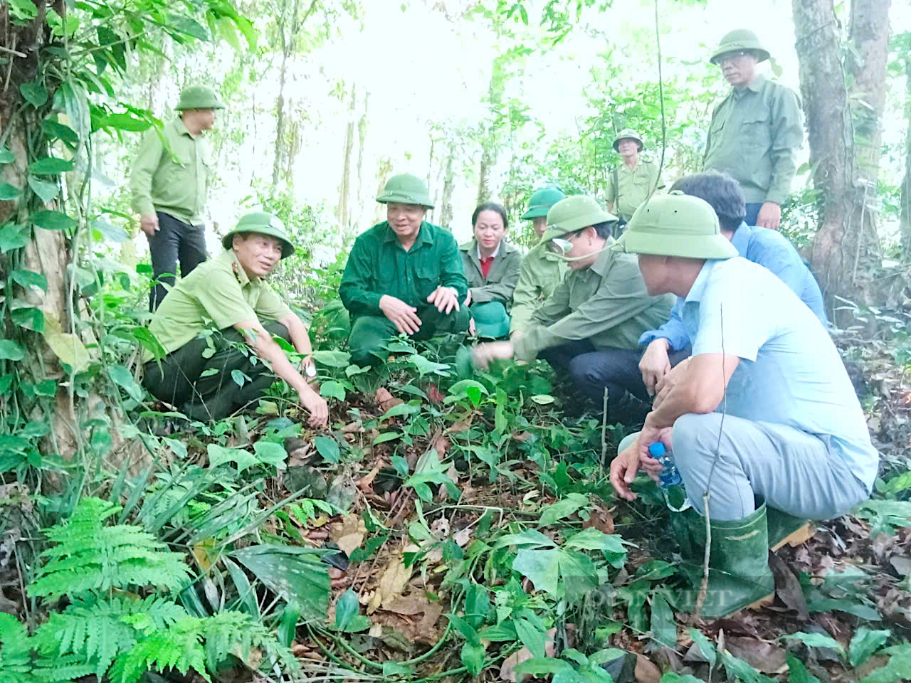 Vô một khu rừng nổi tiếng Hà Tĩnh thấy dân trồng cây dược liệu gì mà tốt um, nhổ lên bán ra tiền? 1 Trồng thiên niên kiện dưới tán rừng, lợi đủ đường, người dân có thu nhập lại bảo vệ được rừng - Ảnh 1.