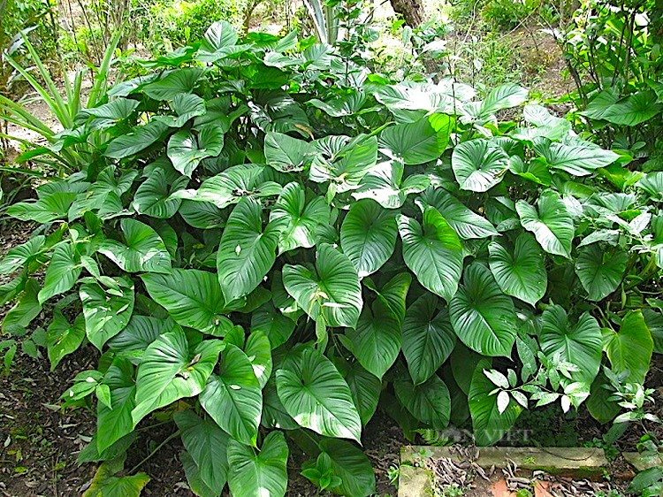 Vô một khu rừng nổi tiếng Hà Tĩnh thấy dân trồng cây dược liệu gì mà tốt um, nhổ lên bán ra tiền? 4 Trồng thiên niên kiện dưới tán rừng, lợi đủ đường, người dân có thu nhập lại bảo vệ được rừng - Ảnh 4.