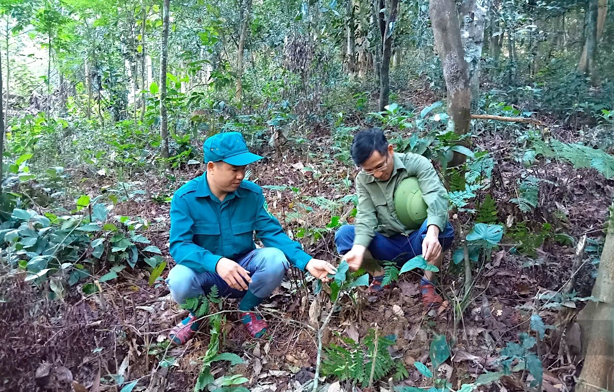 Vô một khu rừng nổi tiếng Hà Tĩnh thấy dân trồng cây dược liệu gì mà tốt um, nhổ lên bán ra tiền? 5 Trồng thiên niên kiện dưới tán rừng, lợi đủ đường, người dân có thu nhập lại bảo vệ được rừng - Ảnh 5.