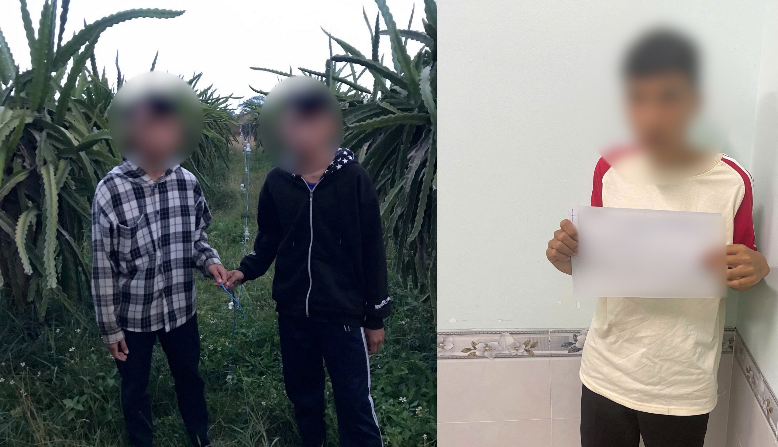 3 thiếu niên rủ nhau đi cắt trộm dây điện tại rẫy thanh long của người dân ở Bình Thuận - Ảnh 1.