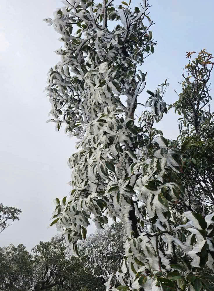 Bất ngờ xuất hiện băng tuyết trên đỉnh Tà Xùa, huyện Trạm Tấu (tỉnh Yên Bái) - Ảnh 3.