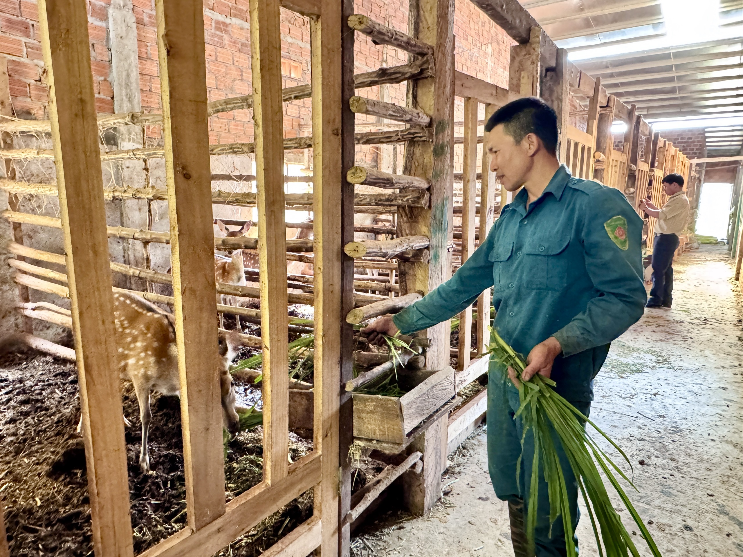 Bán nhà để nuôi con vật đặc này, đến nay anh nông dân Kon Tum lãi đều 300 triệu/năm 1 Bán nhà để nuôi con vật này, hơn 1 năm nông dân thu lại vốn, những năm sau