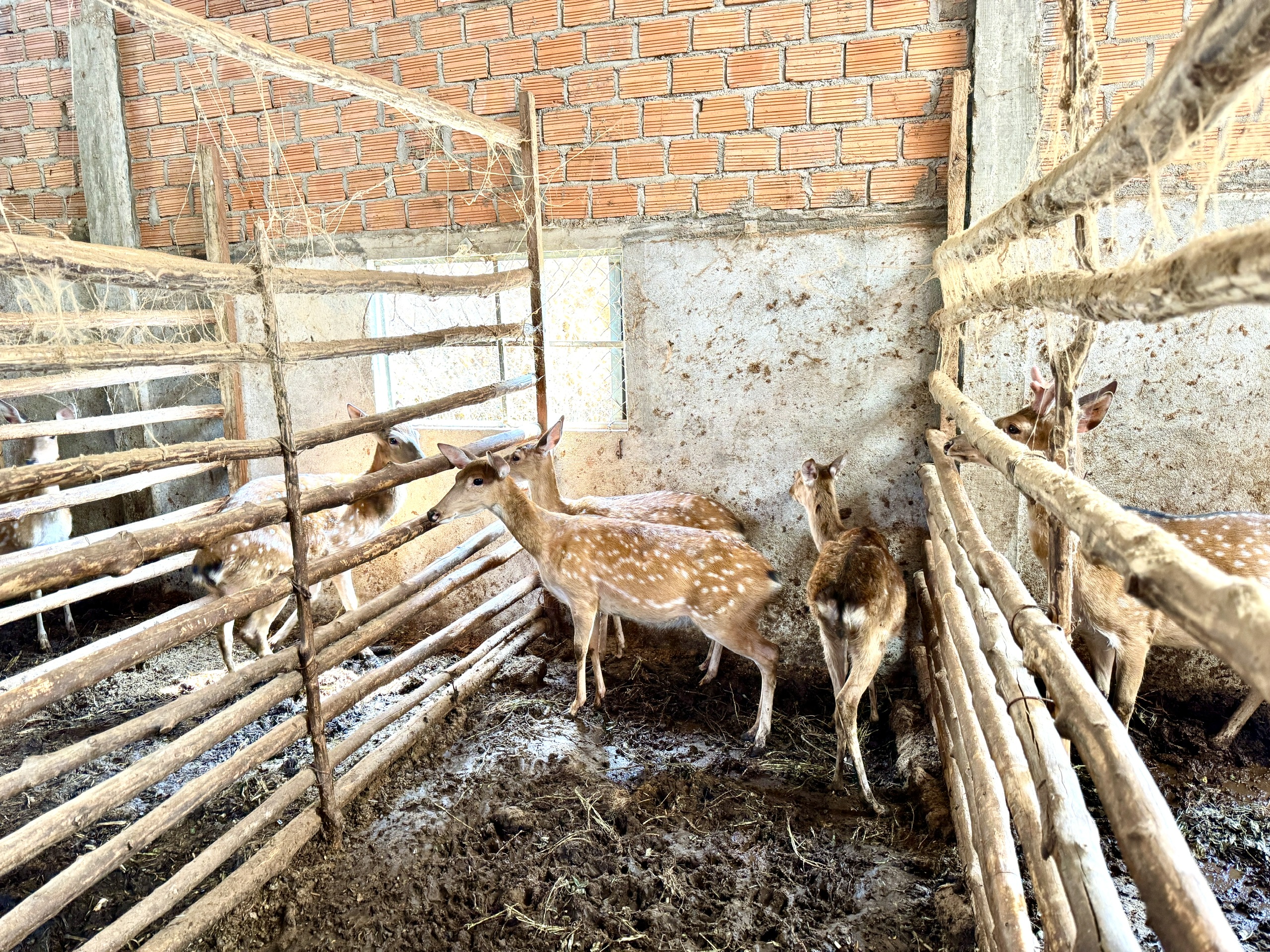 Bán nhà để nuôi con vật đặc này, đến nay anh nông dân Kon Tum lãi đều 300 triệu/năm 2 Bán nhà để nuôi con vật này, hơn 1 năm nông dân thu lại vốn, những năm sau