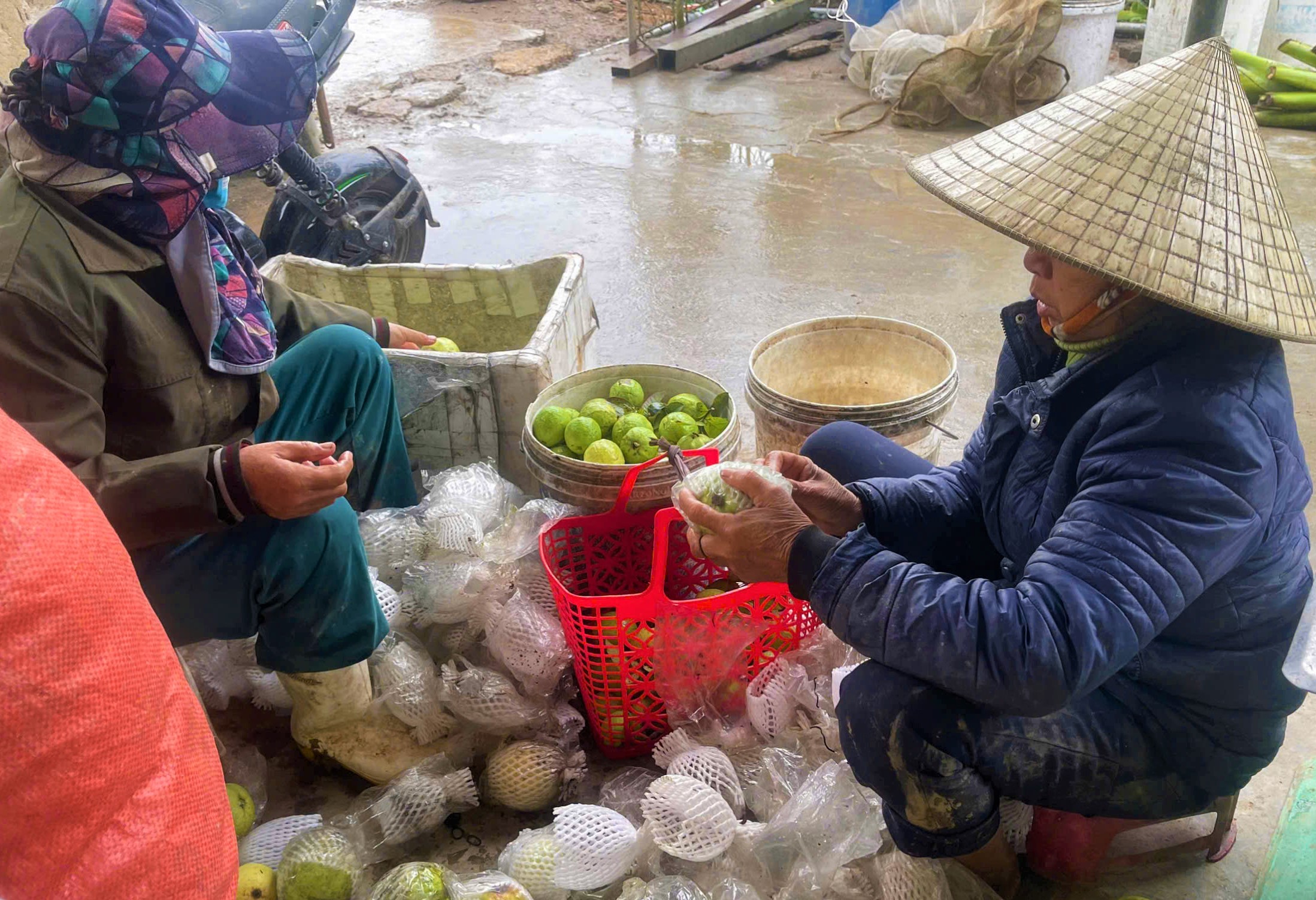 Lão nông cho cây ổi Đài Loan "ăn" bã mắm, quả ngọt lịm, thương lái đến tận vườn "khuân" hết 5 Lão nông cho cây ổi Đài Loan