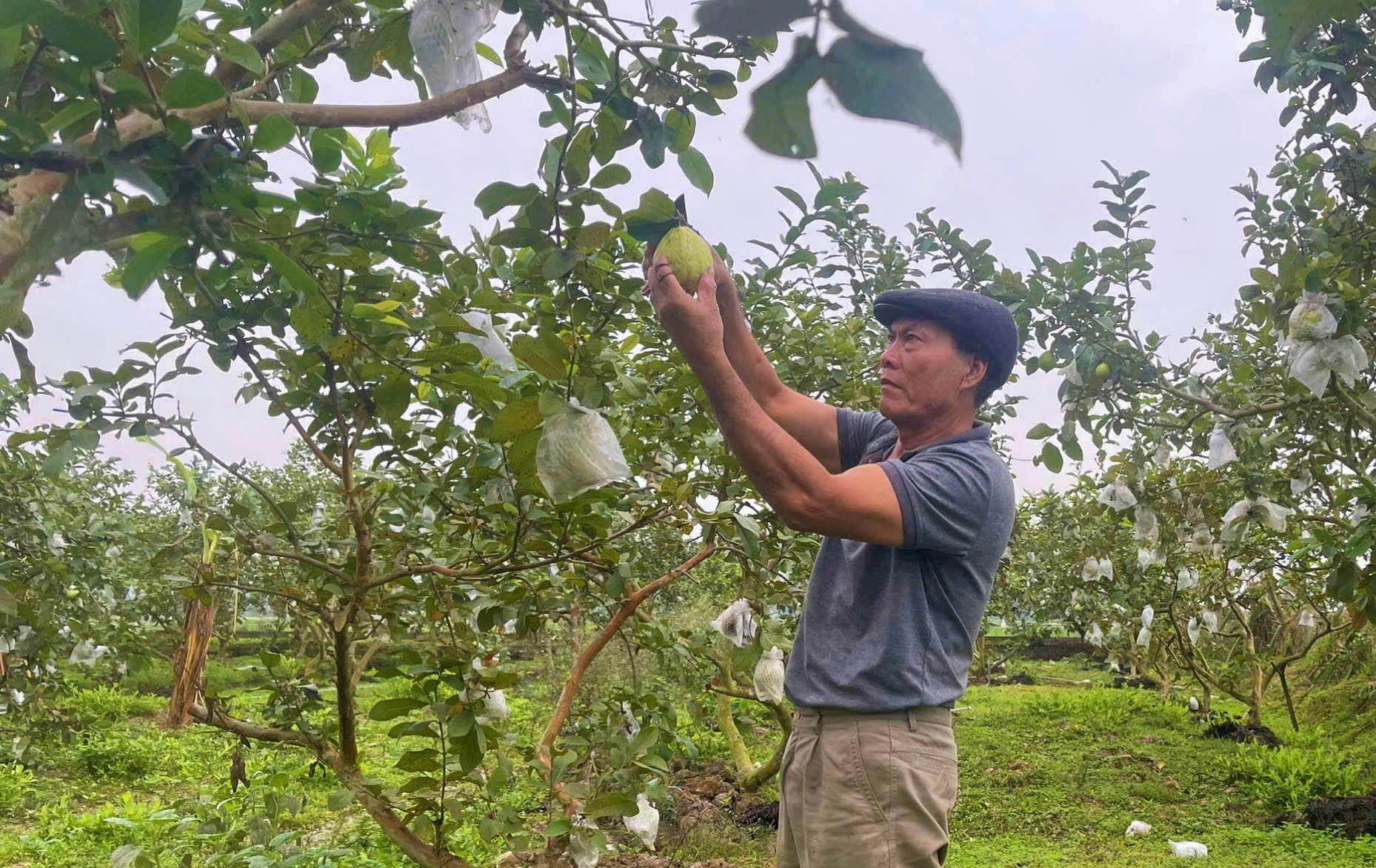 Lão nông cho cây ổi Đài Loan "ăn" bã mắm, quả ngọt lịm, thương lái đến tận vườn "khuân" hết 1 Lão nông cho cây ổi Đài Loan