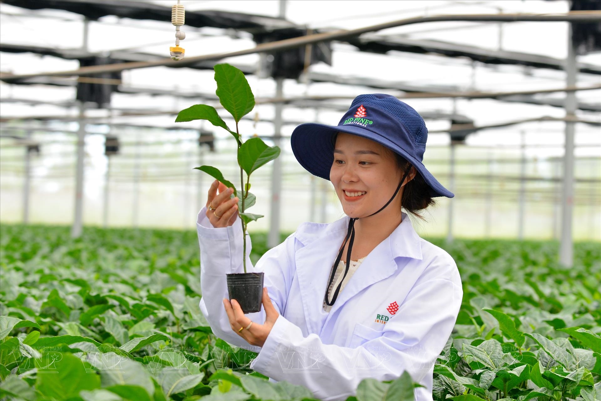 Trong lịch sử, tỉnh Gia Lai và một phần tỉnh Bình Định từng được sáp nhập thành một tỉnh có tên Plei Kou Der - Ảnh 2.