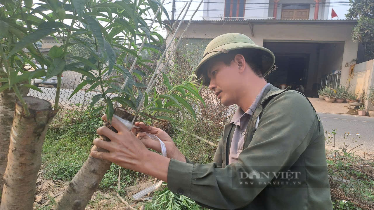 Sở hữu vườn đào cổ thụ 700 cây, một nông dân ở Thái Nguyên thu lời 500 triệu đồng mỗi năm- Ảnh 4. Sở hữu vườn đào cổ thụ 700 cây, một nông dân ở Thái Nguyên thu lời 500 triệu đồng mỗi năm- Ảnh 4.