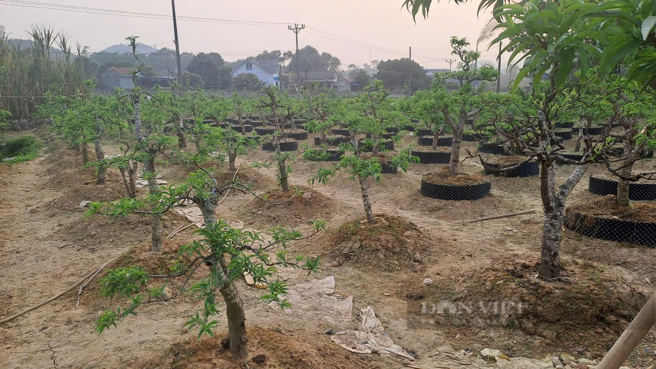 Sở hữu vườn đào cổ thụ 700 cây, một nông dân ở Thái Nguyên thu lời 500 triệu đồng mỗi năm- Ảnh 5. Sở hữu vườn đào cổ thụ 700 cây, một nông dân ở Thái Nguyên thu lời 500 triệu đồng mỗi năm- Ảnh 5.