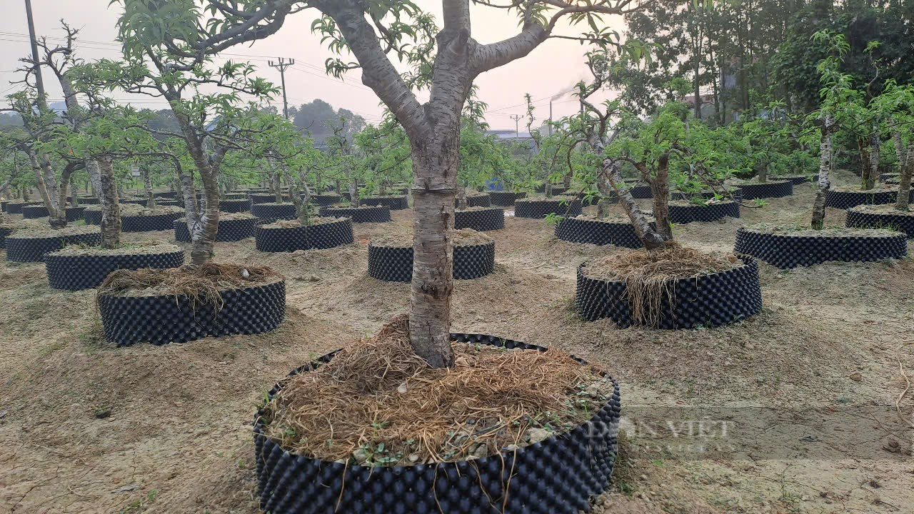 Sở hữu vườn đào cổ thụ 700 cây, một nông dân ở Thái Nguyên thu lời 500 triệu đồng mỗi năm- Ảnh 3. Sở hữu vườn đào cổ thụ 700 cây, một nông dân ở Thái Nguyên thu lời 500 triệu đồng mỗi năm- Ảnh 3.