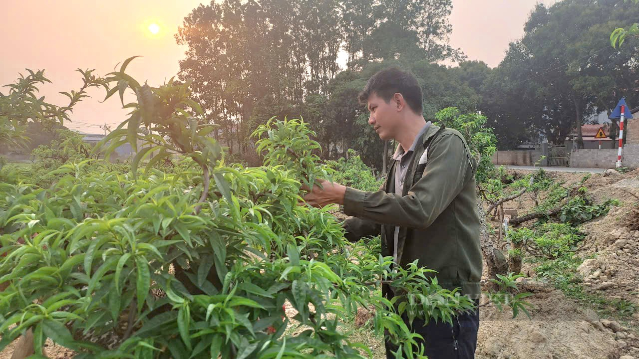 Sở hữu vườn đào cổ thụ 700 cây, một nông dân ở Thái Nguyên thu lời 500 triệu đồng mỗi năm- Ảnh 1. Sở hữu vườn đào cổ thụ 700 cây, một nông dân ở Thái Nguyên thu lời 500 triệu đồng mỗi năm- Ảnh 1.