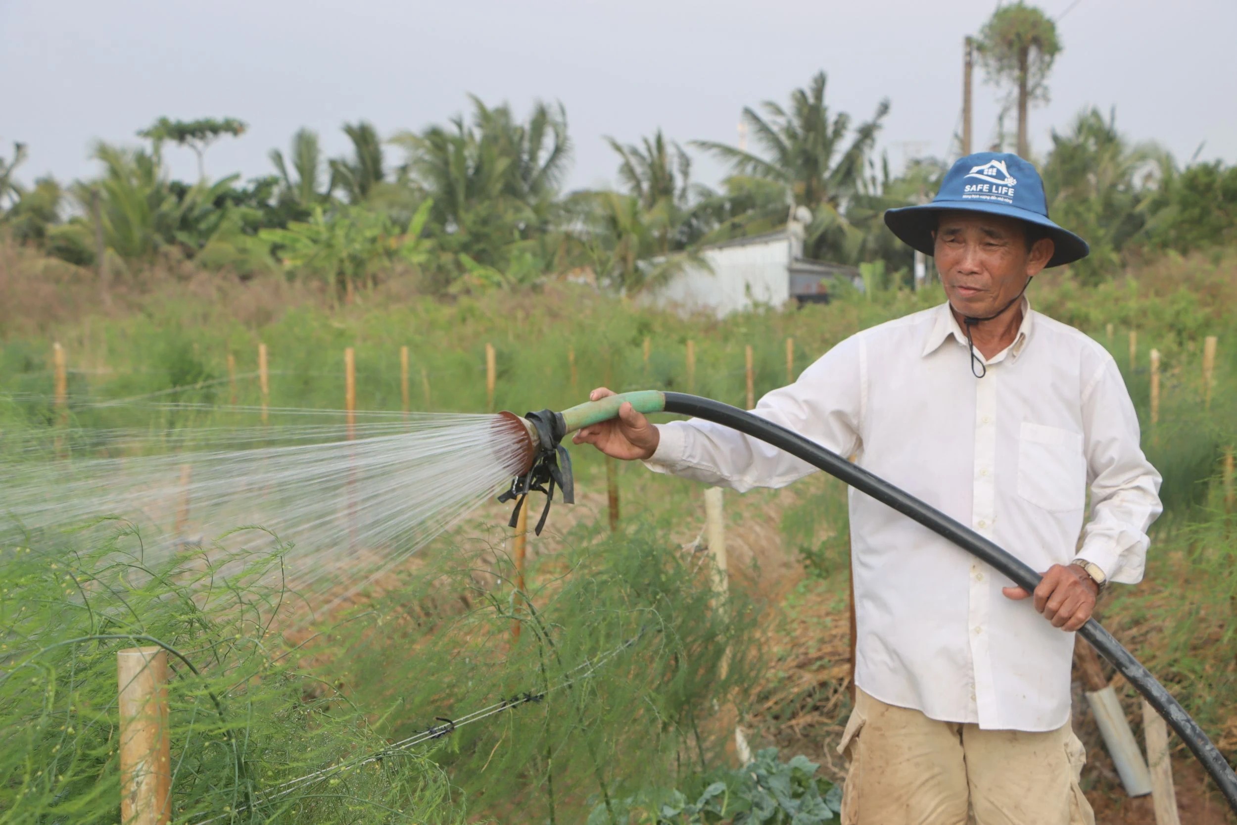 Loại rau giàu folate, sắt, ví như "rau hoàng đế", trồng thành công ở Bạc Liêu, bẻ mầm non bán hút hàng 1 Loại rau giàu folate, sắt, ví như