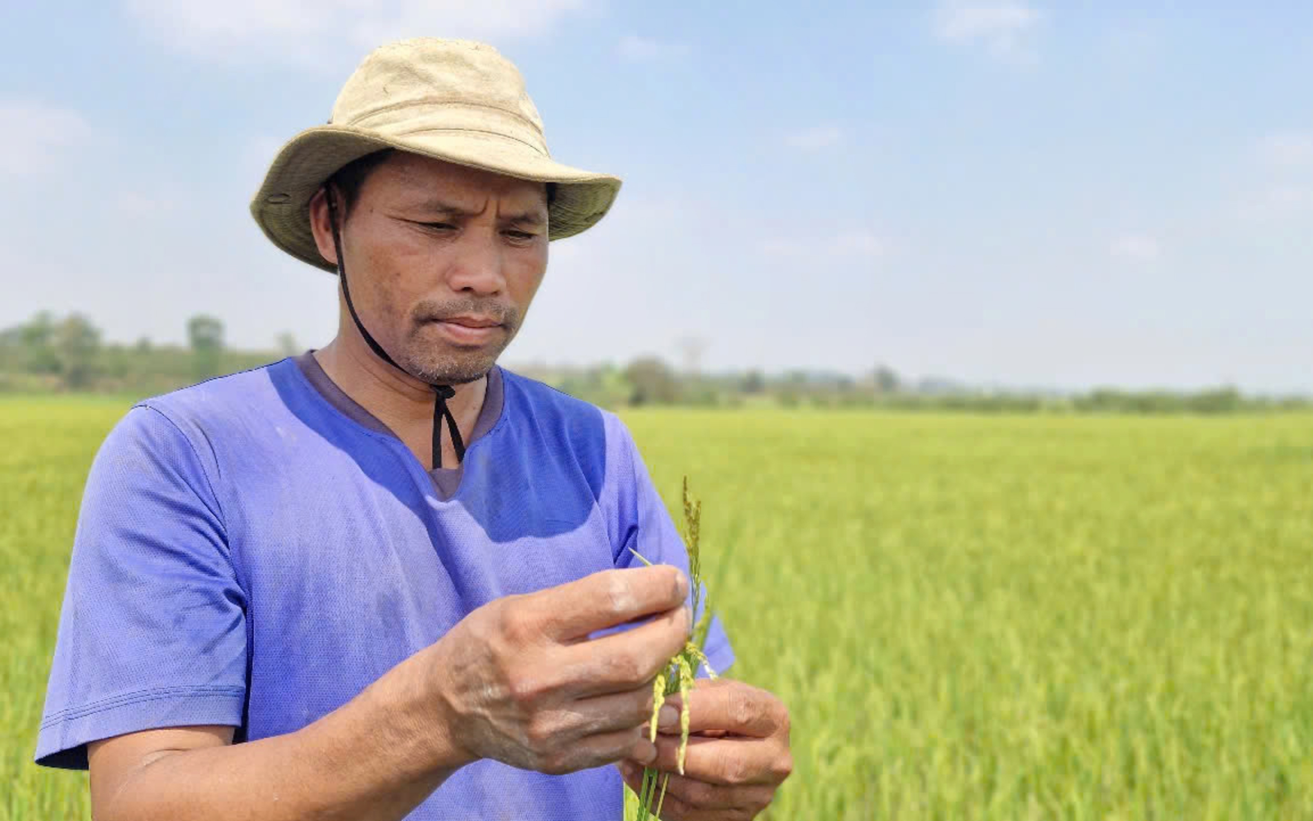 Hạn hán kéo dài, nông dân cắt lúa về cho bò ăn - Ảnh 2.