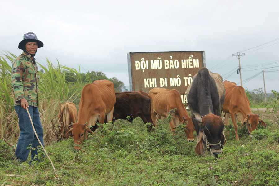 Tây Ninh phát triển đàn bò thương phẩm  Du lịch  Báo ảnh Dân tộc và Miền  núi