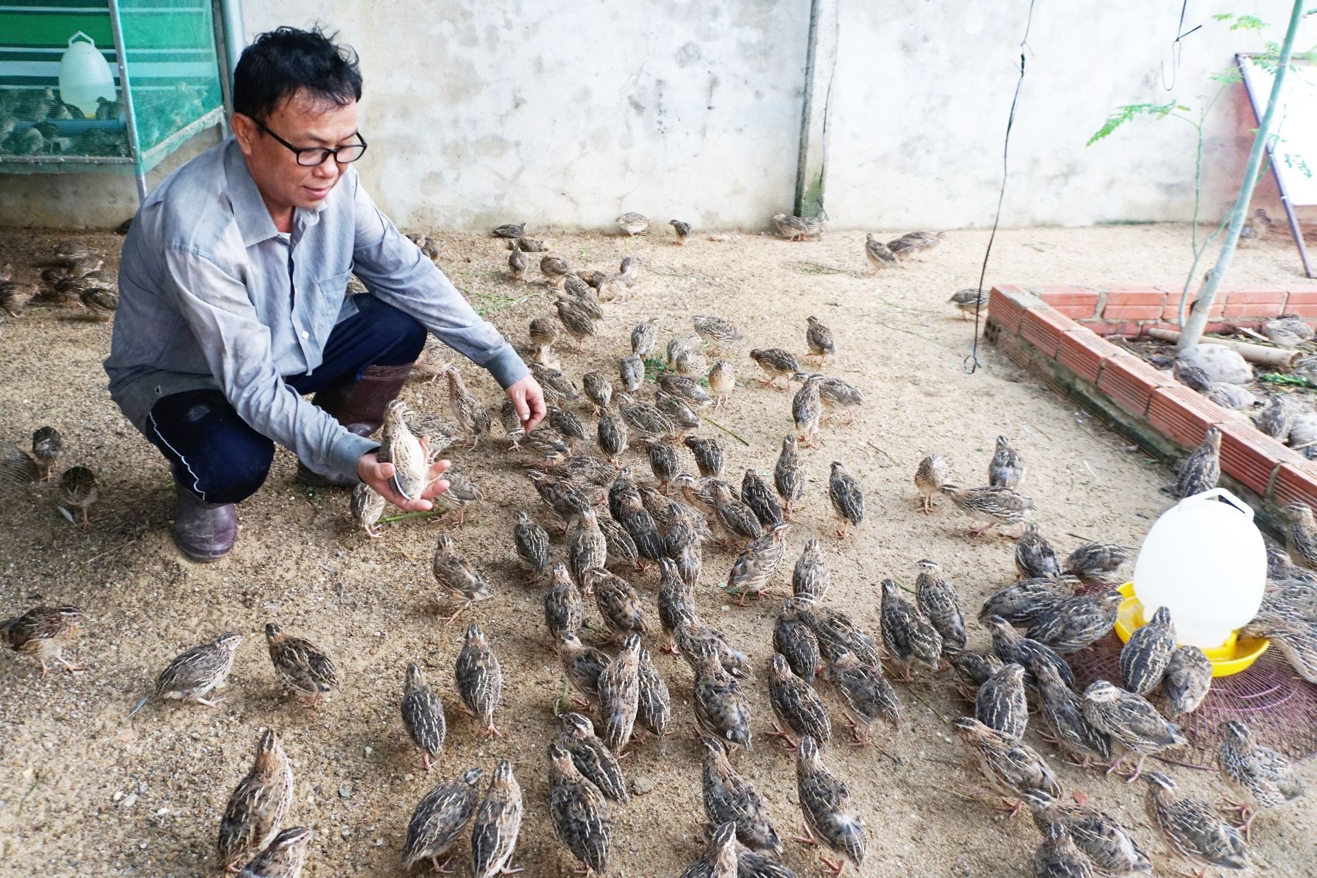 Chim cút: Hướng dẫn kỹ thuật nuôi và chăm sóc | Farmvina Nông Nghiệp