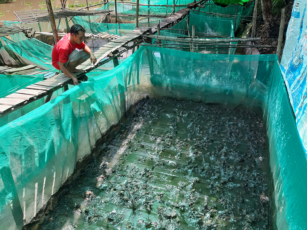 Mô hình nuôi ếch trong lồng lưới hiệu quả cao  Farmvina Nông Nghiệp