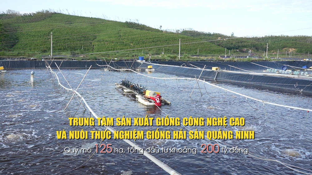 Quảng Ninh: Đầm Hà trên "đường băng cất cánh" - Ảnh 25.