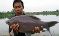 Lâm Đồng: Nuôi loài cá có cái tên nghe mắc cười, đã mập vạm vỡ lại đen trũi, bán đắt tiền