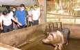 Giá lợn hơi cứ trồi lên sụt xuống, đến xem chuồng nuôi thứ lợn này ở Tuyên Quang thấy điều bất ngờ