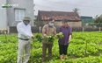 Nghệ An: Nông dân phấn khởi vì rau vụ đông sớm được giá bán cao gấp 2, 3 lần chính vụ
