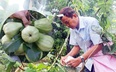 Bạc Liêu: Nông dân Việt Nam xuất sắc 2021 là người Kh'mer uy tín trong vùng, có vườn cây ăn trái ngon vô cùng
