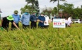 Giống lúa BC15 mới - "hoa hậu" làng lúa thuần, năng suất lên tới 8,8 tấn/ha