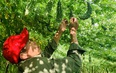 Video: Nông dân Quảng Bình bật mí chiêu đuổi sâu để vườn mướp đắng ra trĩu quả