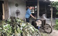 Chàng nông dân Nghệ An làm giàu từ cây gai