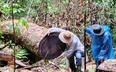 Video: Điều tra vụ phá rừng dổi nghiêm trọng tại khu vực giáp ranh 3 huyện